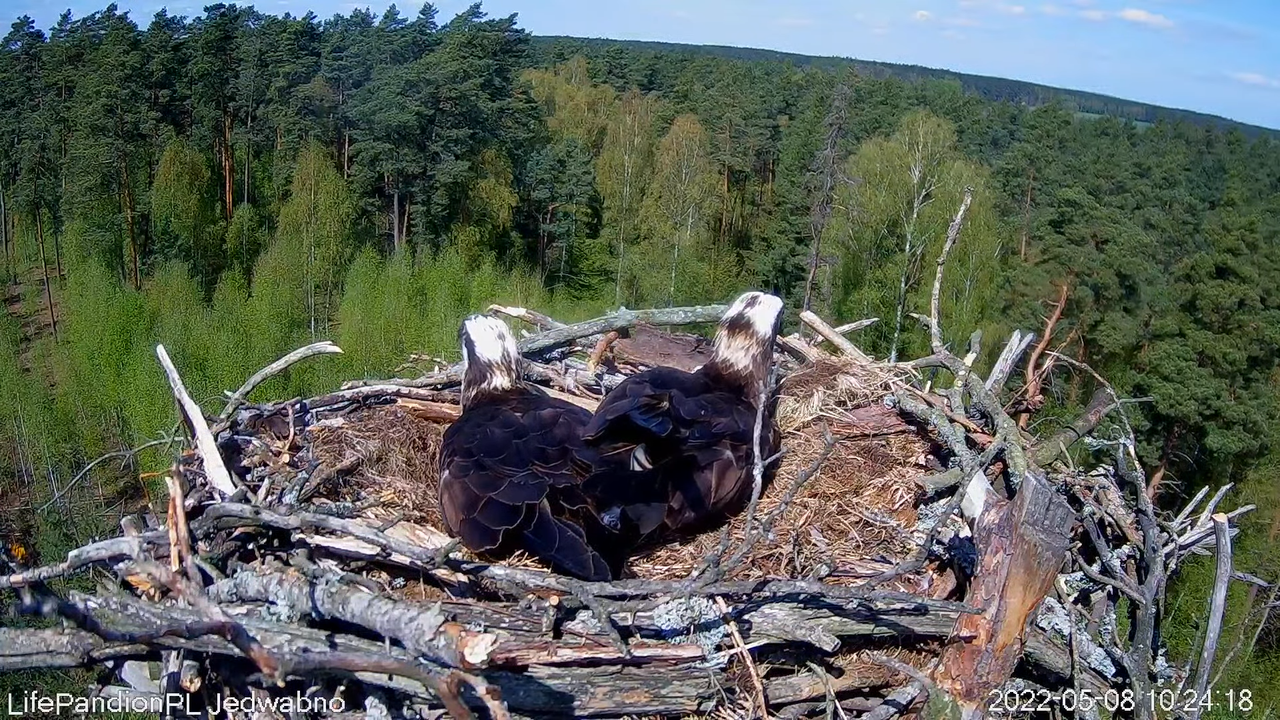 Rybołowy Online Puszcza Napiwodzko-Ramucka _ Ospreys Online in Napiwodzko-Ramucka Forest 12-38-14 sc
