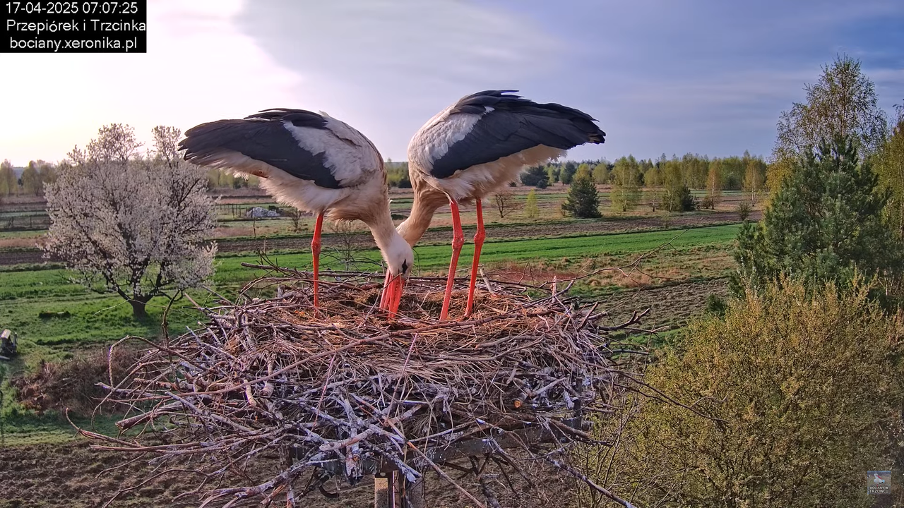 17042025bociany6