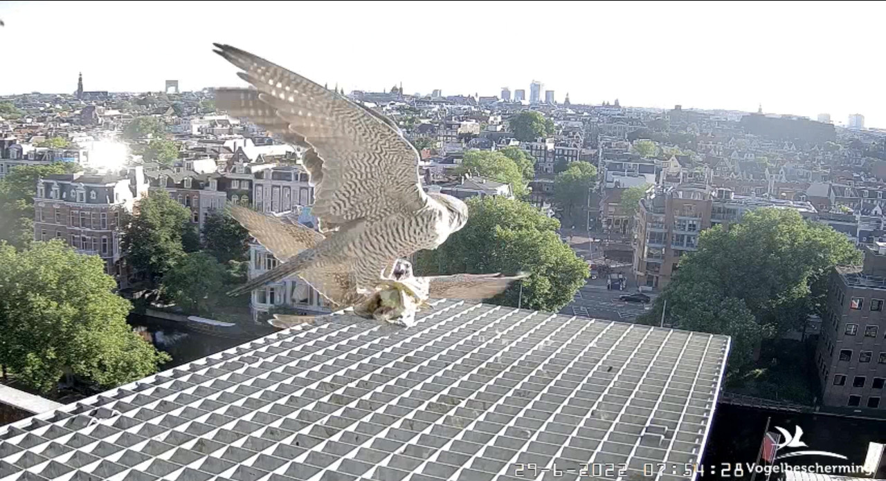 Amsterdam/Rijksmuseum screenshots © Beleef de Lente/Vogelbescherming Nederland - Pagina 34 Video-2022-06-29-080525-Moment-3