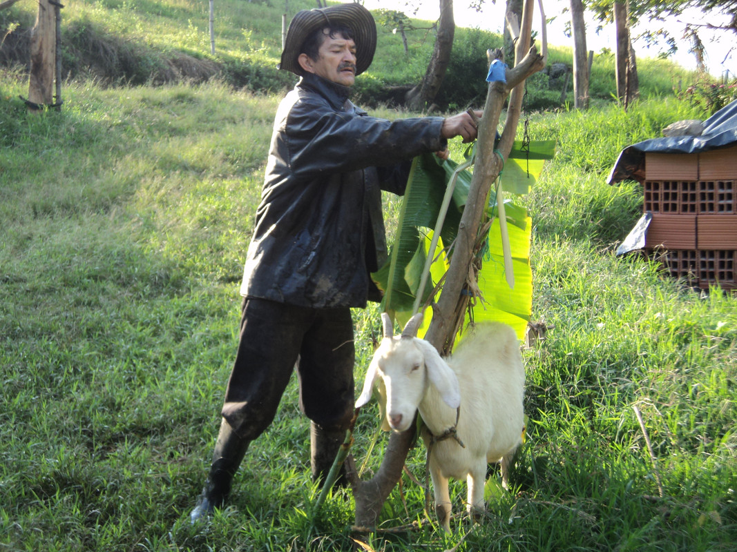 Henry Ortiz alimentando cabras