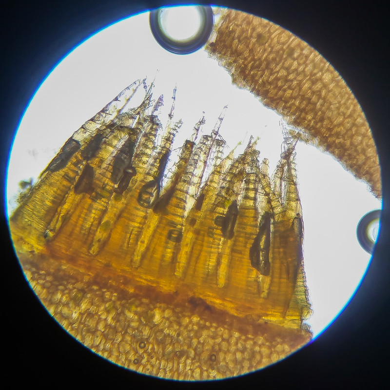 IMG 20250614 124838 HDR