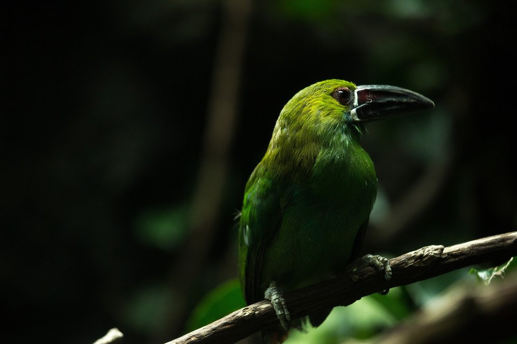 green-bird.jpg