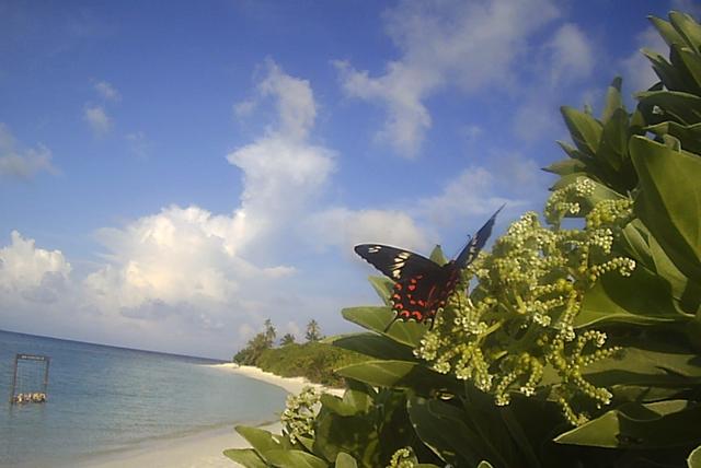 Feridhoo: la isla más bonita de Maldivas - Blogs de Maldivas - Feridhoo (22)