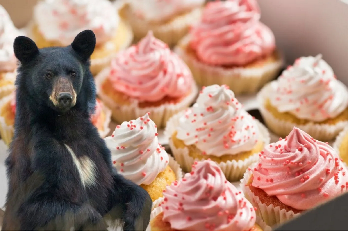 Oso asalta una panadería en Connecticut y se come el botín ante de huir: video