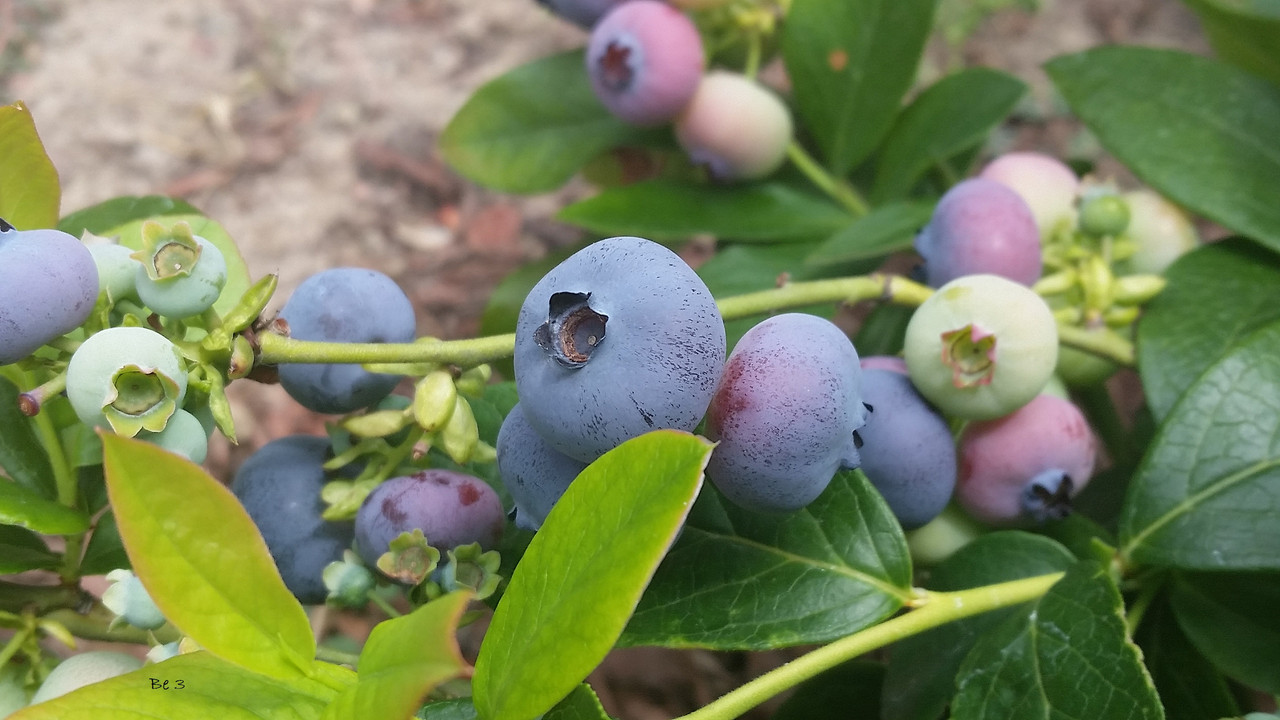 [Image: blueberry.jpg]