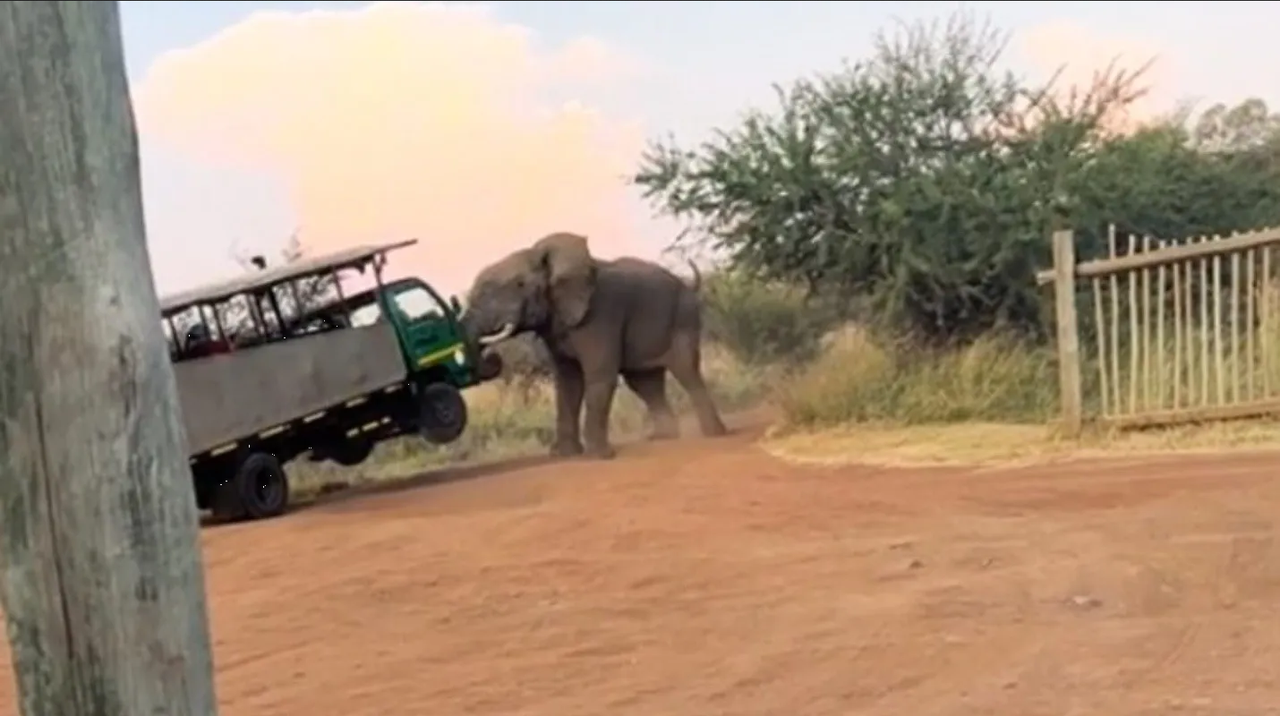 ¡Terror en el safari! Elefante enfurecido ataca a turistas y casi voltea el camión
