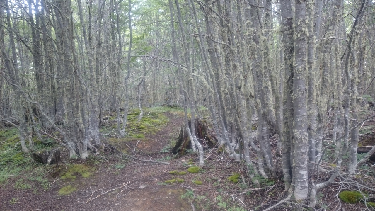 Аргентина (21)