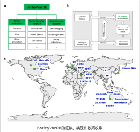 大麦变异库-3.png