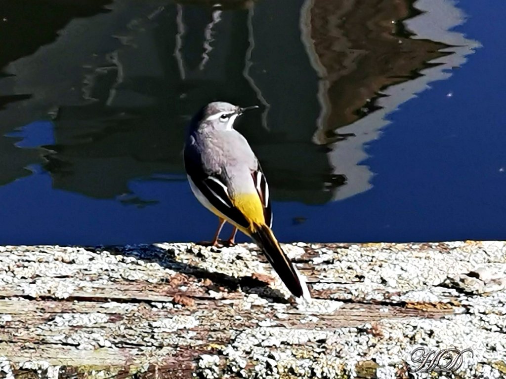 birds-grey-wagtail-HD.jpg