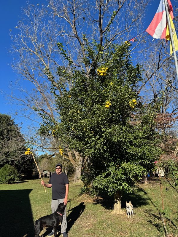 Citrus tree 2024