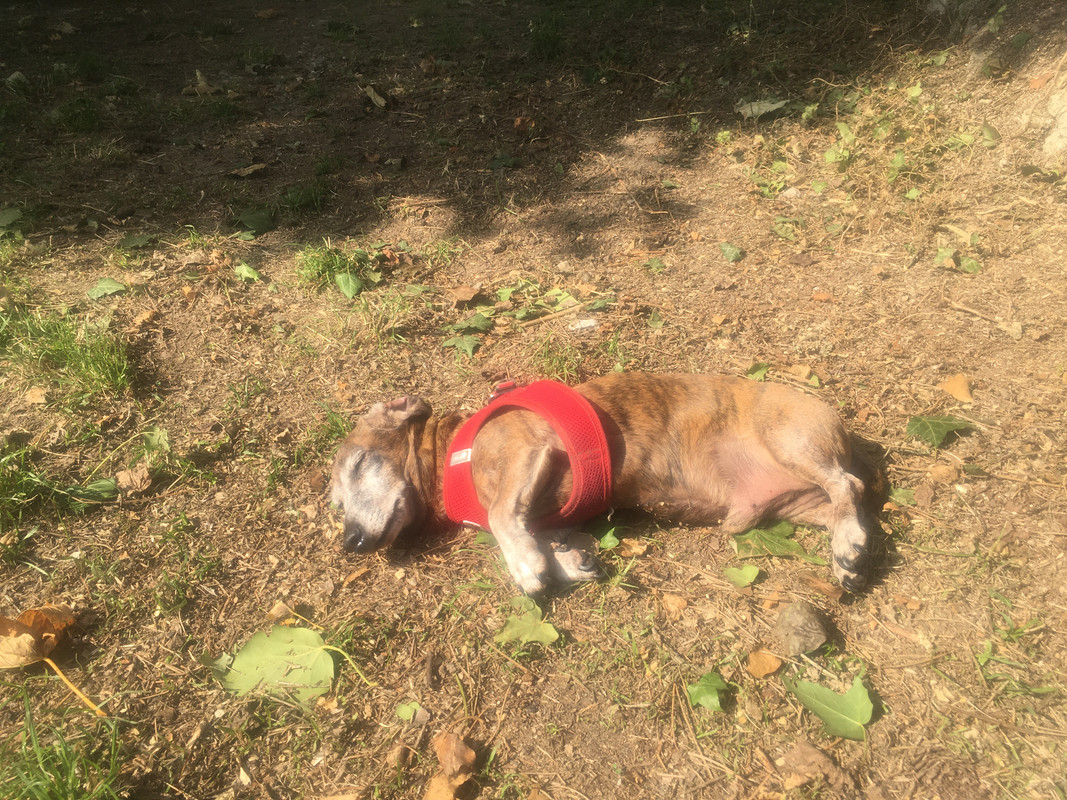 [Image: 069-E58-D6-8-D1-A-41-E7-B9-E5-749-FB551-B502.jpg]