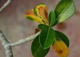adenium-leaf-spot-anthracnose.jpg