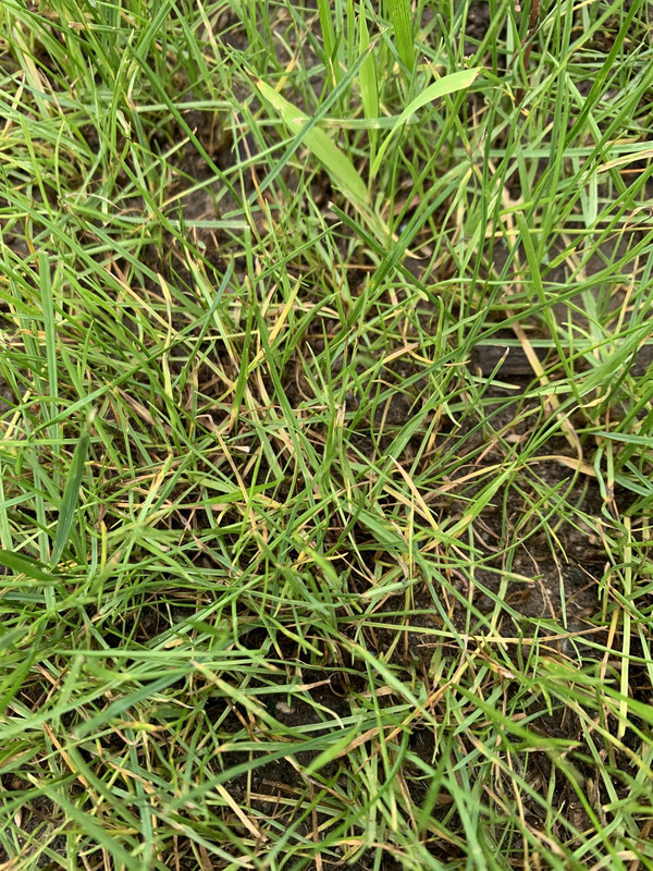 Yellowing of new grass? | Lawn Care Forum