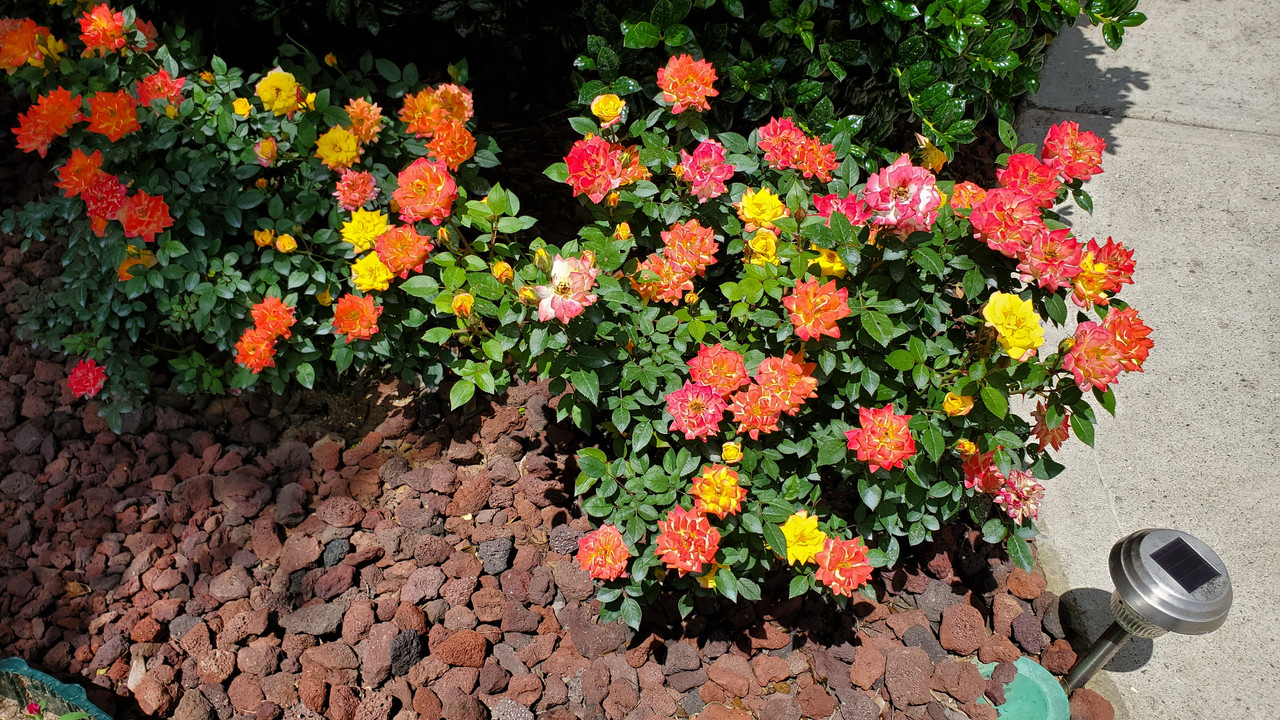 [Image: 20190520-120011.jpg]