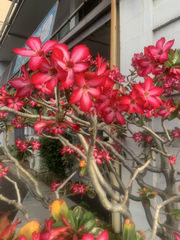 9DC09001-DF36-48BF-B526-82067C8B0E81