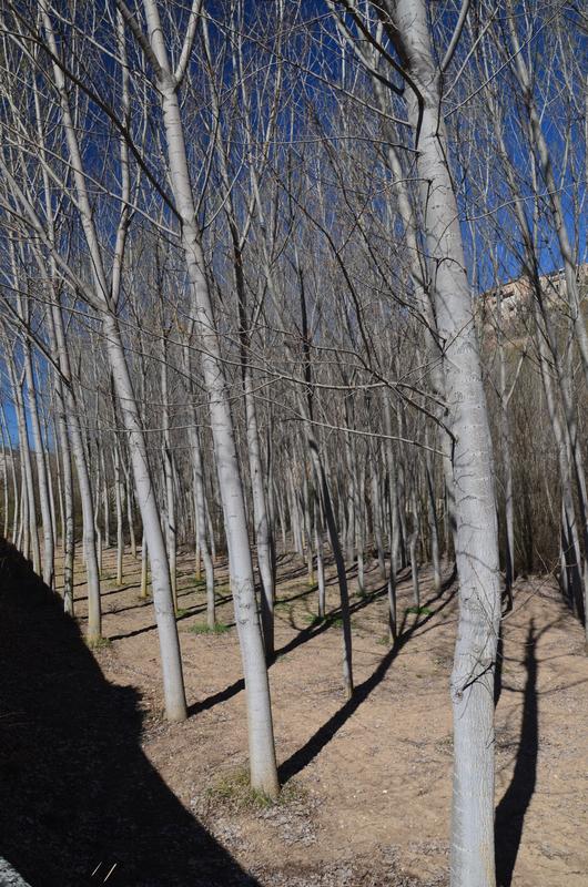 SEPULVEDA-18-3-2017-SEGOVIA - Los pueblos más bonitos de España-2010/2023 (5)