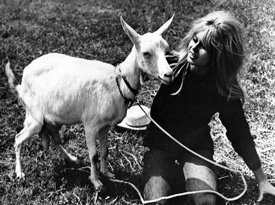 goat with bridget bardot