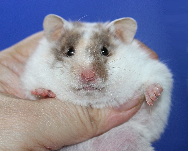 ягодка 21.04.22-04