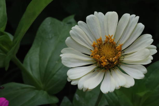 zinnia