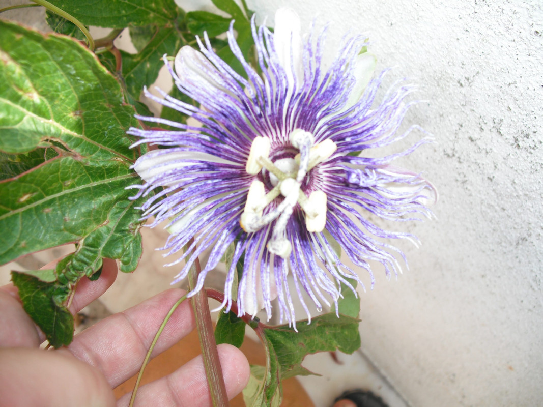 DSCF0006