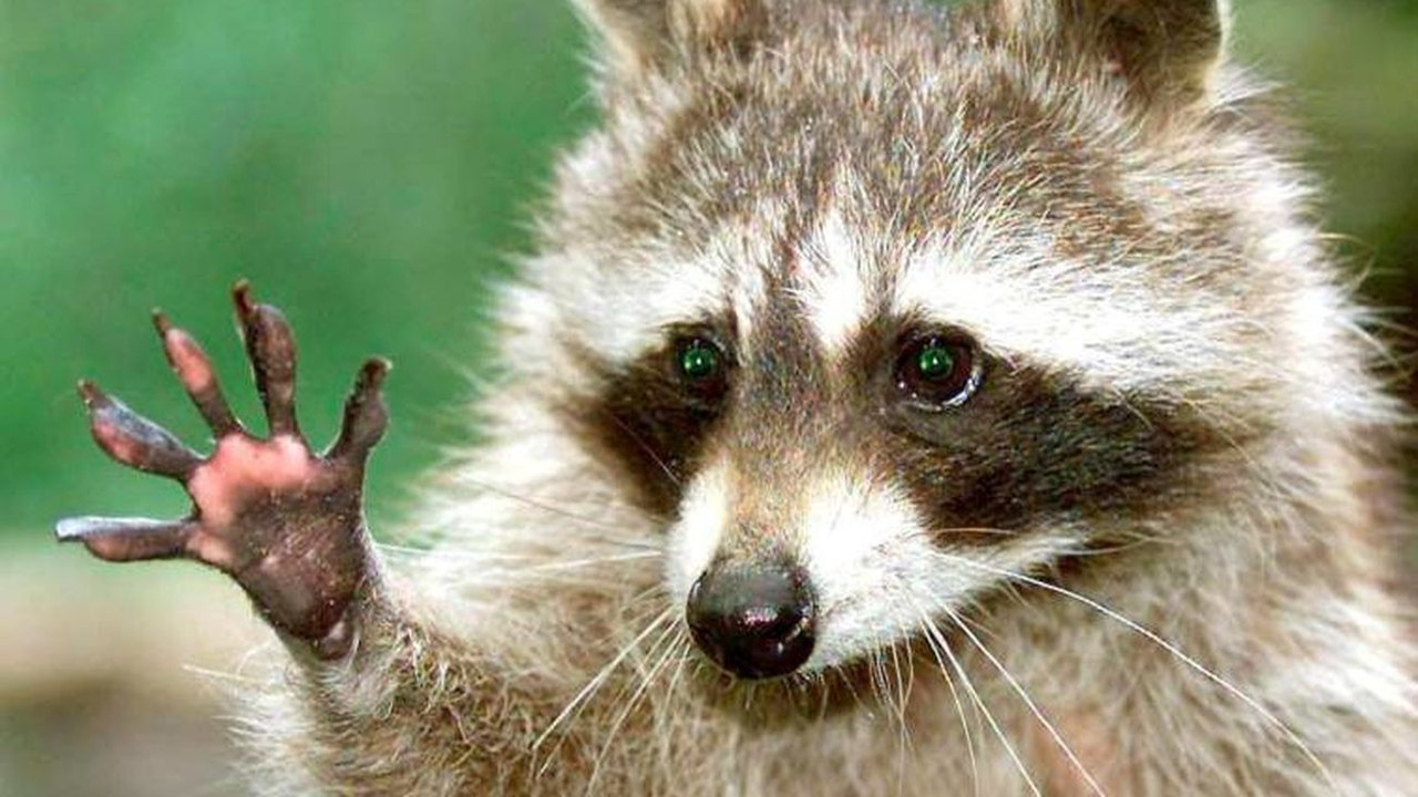 Plaga de mapaches invade ISSSTE Tampico y el momento se hace viral