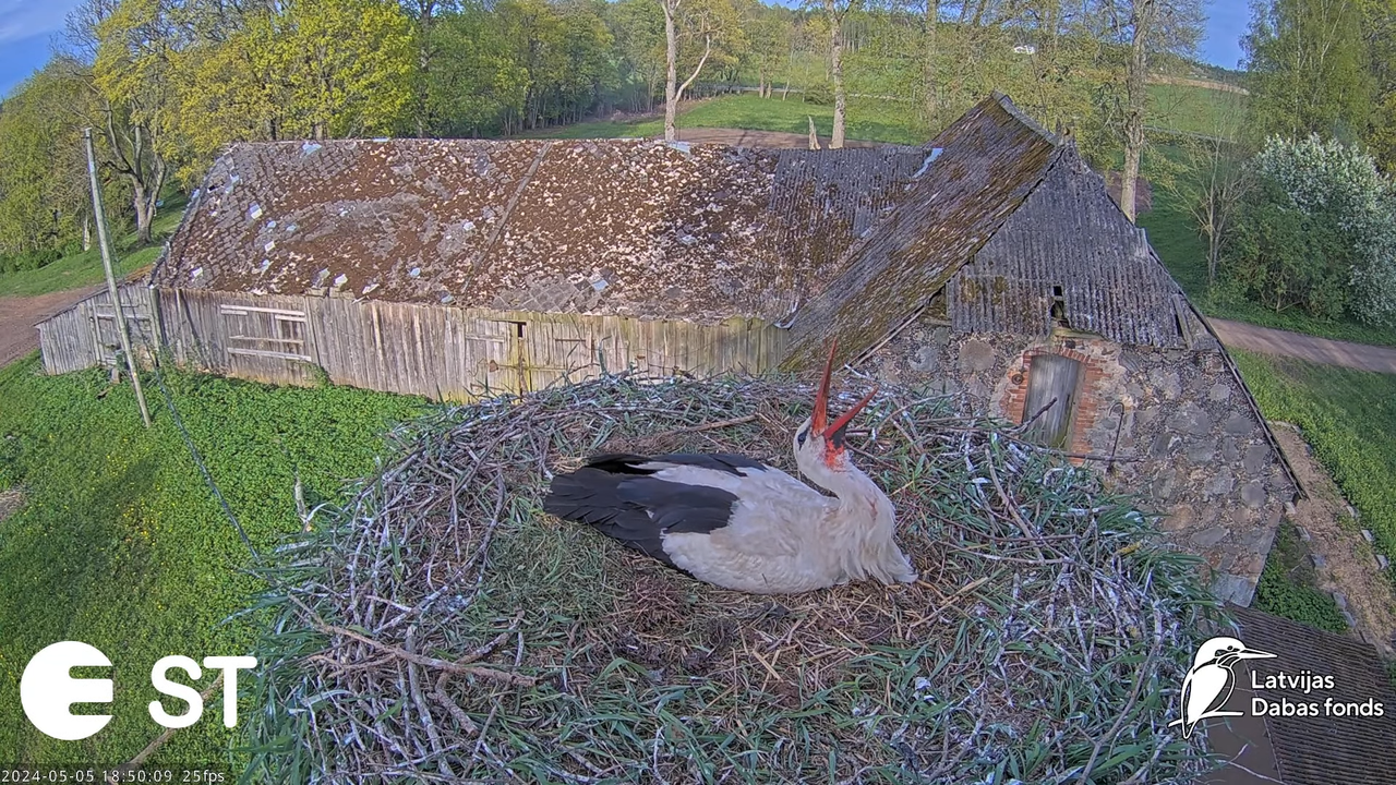 Baltie stārķi (Ciconia ciconia) Tukuma novadā - LDF tiešraide __ White storks in Tukums, Latvia 11-5