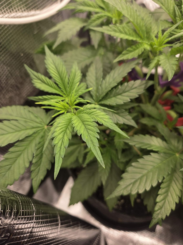 Messenger creation AB96BAE6 D95B 49F0 983F 907FE8826A0C