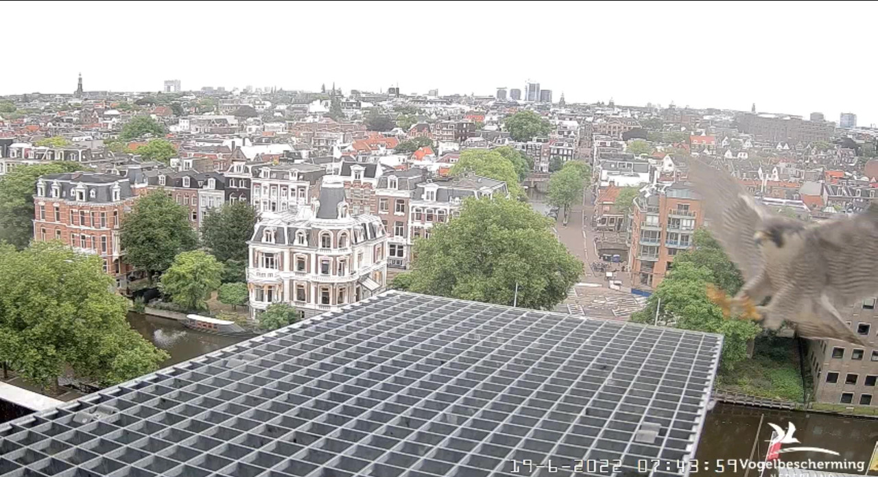 Amsterdam/Rijksmuseum screenshots © Beleef de Lente/Vogelbescherming Nederland - Pagina 29 Video-2022-06-19-074640-Moment