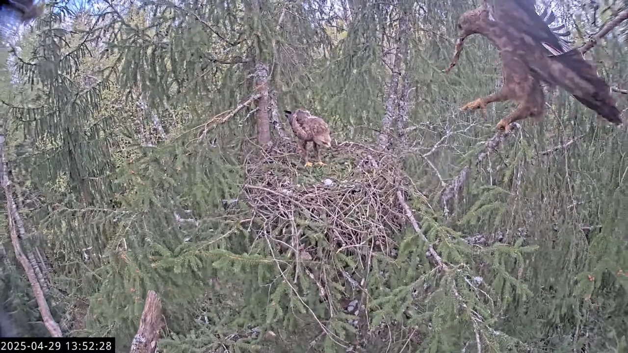 LVM mazais ērglis Lisiņa, egle2 – Lesser Spotted Eagle 15-33-53 screenshot