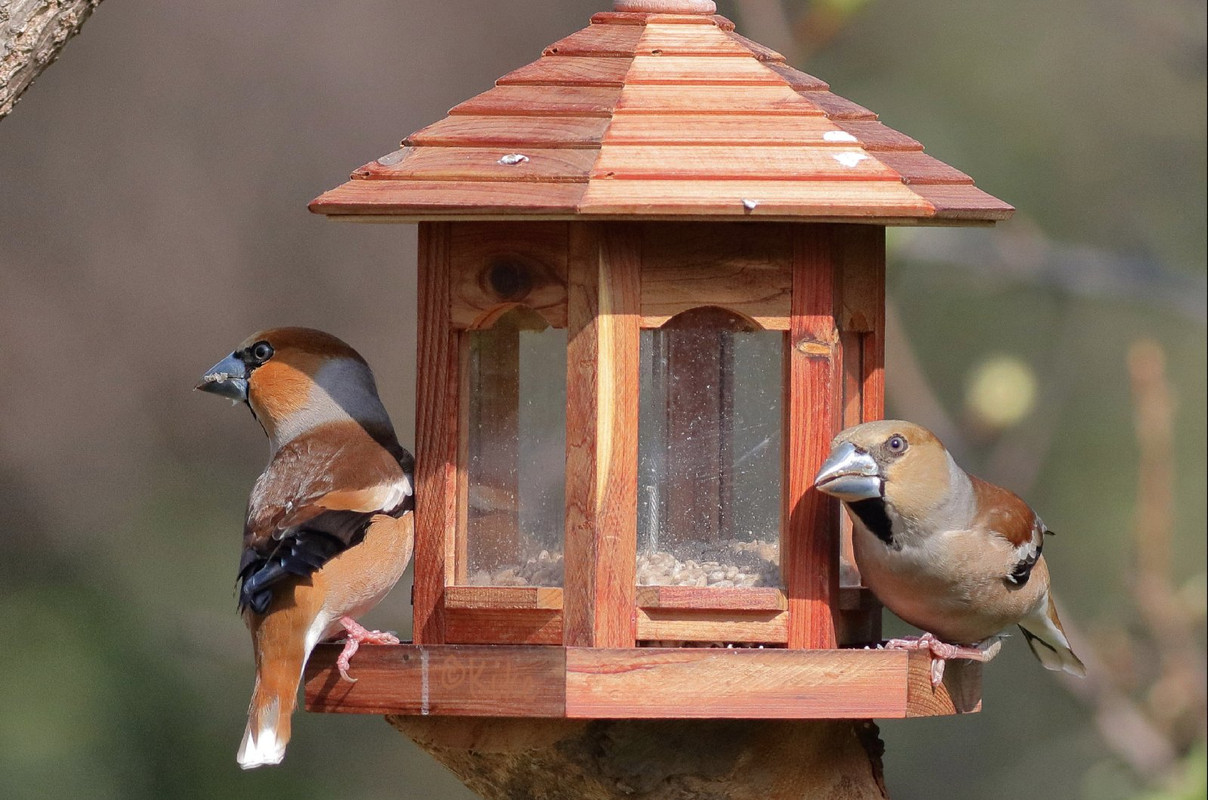 brown-hawfinches.jpg
