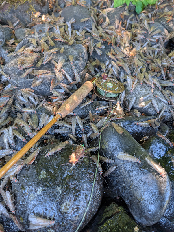 PXL_20250602_195910768