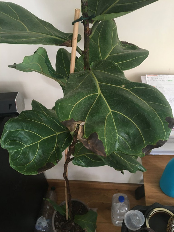 74DE4B17-A995-43EB-8A3D-9BB1F6A5D3B4