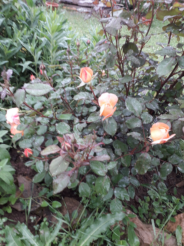 20190524_092516
