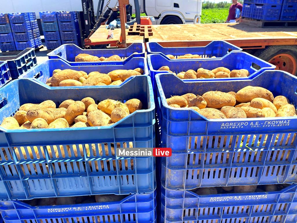 goumas-patates-IMG-5620