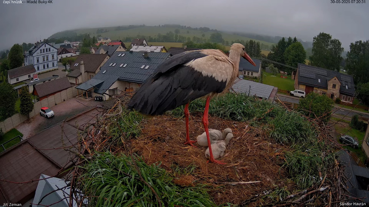 Tiešraides kamera — Mladé Buky — stārķa ligzda 4K 6-51-36 screenshot