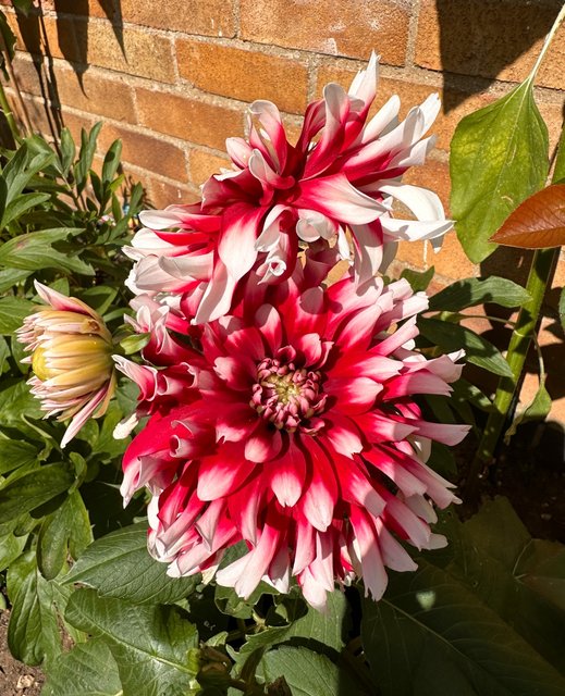 Dahlias-garden.jpg