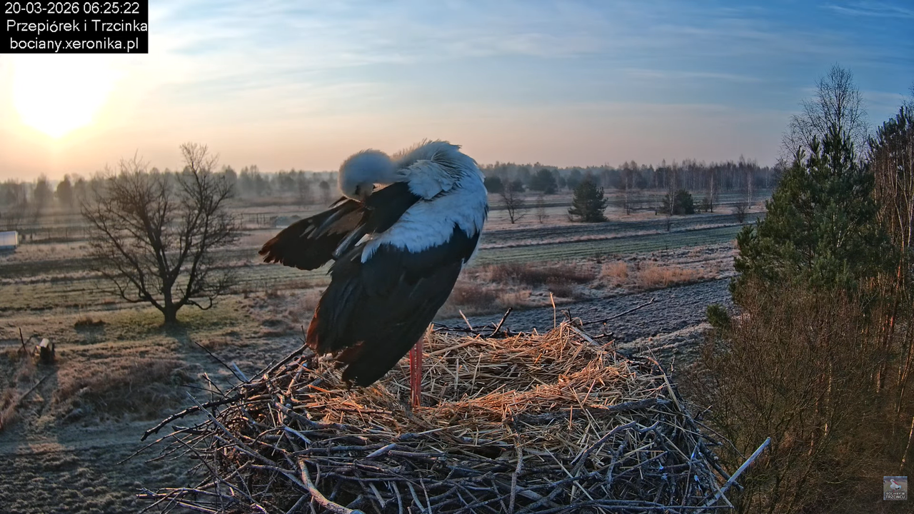 20032026bociany 15