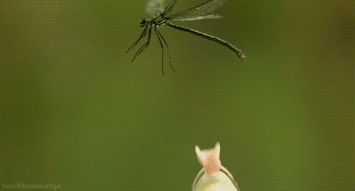 24AR.gif