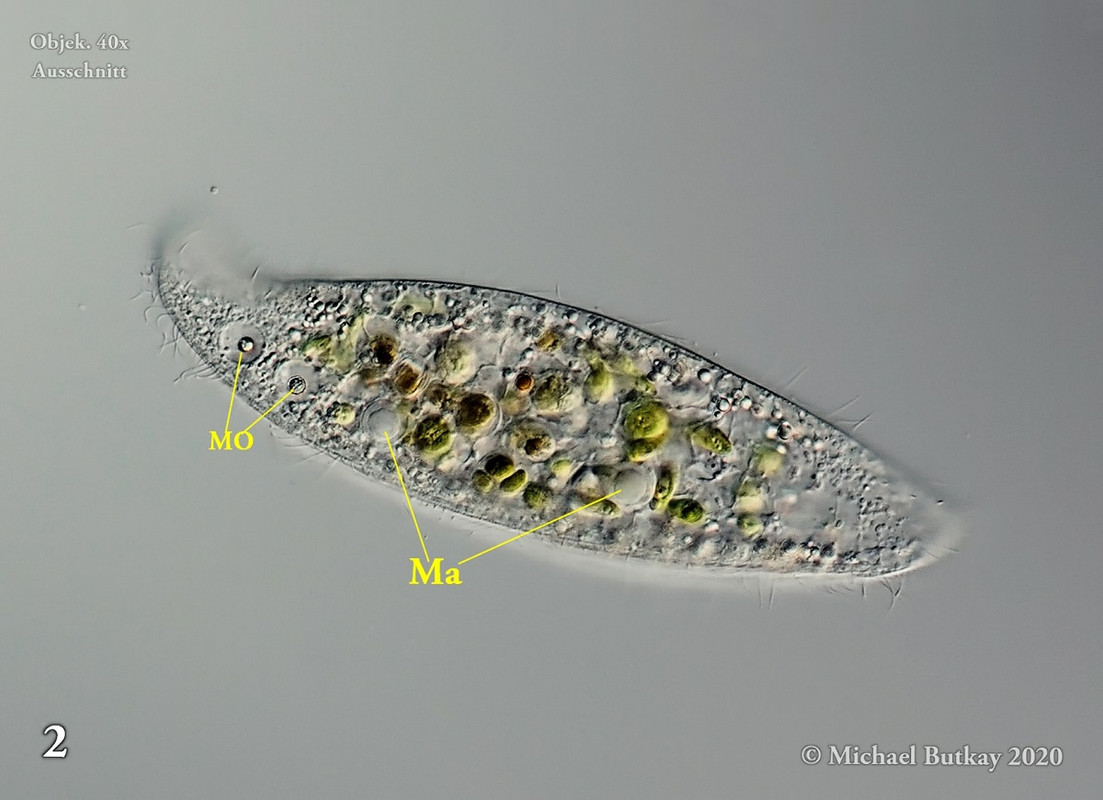 Bild 2_Loxodes striatus_I4A1437_21-03-2020b