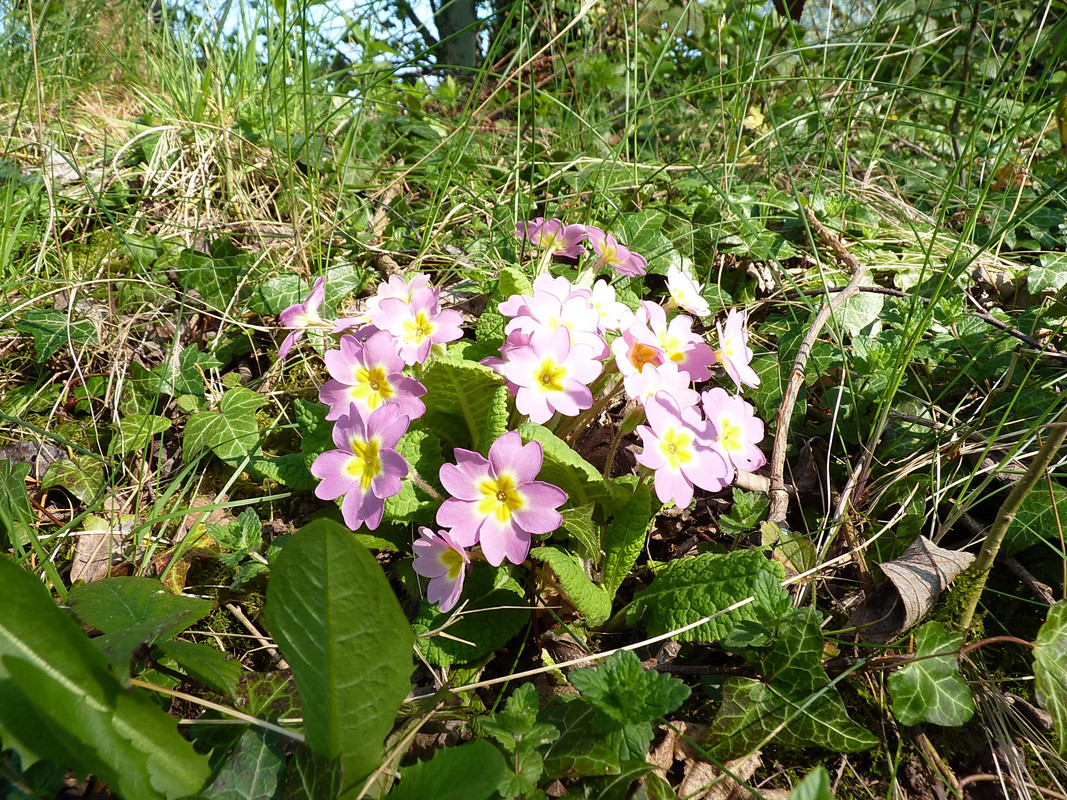 Pink primroses, not yer normal yellow jobs