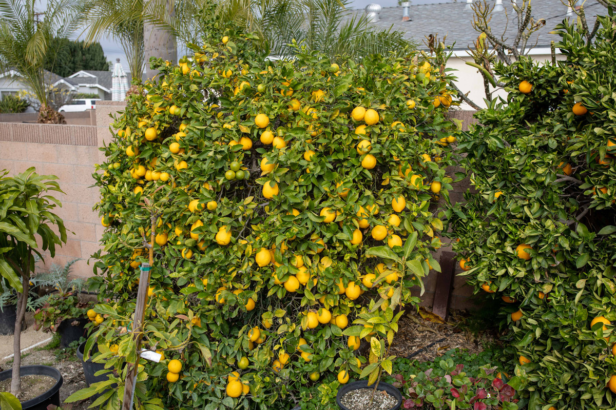 8U1A6851  Meyer Lemon Tree with Numerous Fruit (1-18-2022)