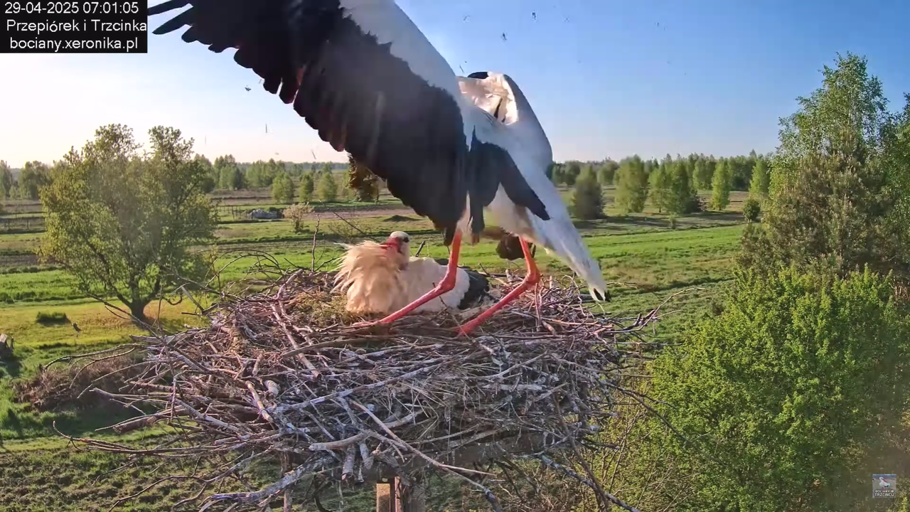 29042025bociany13