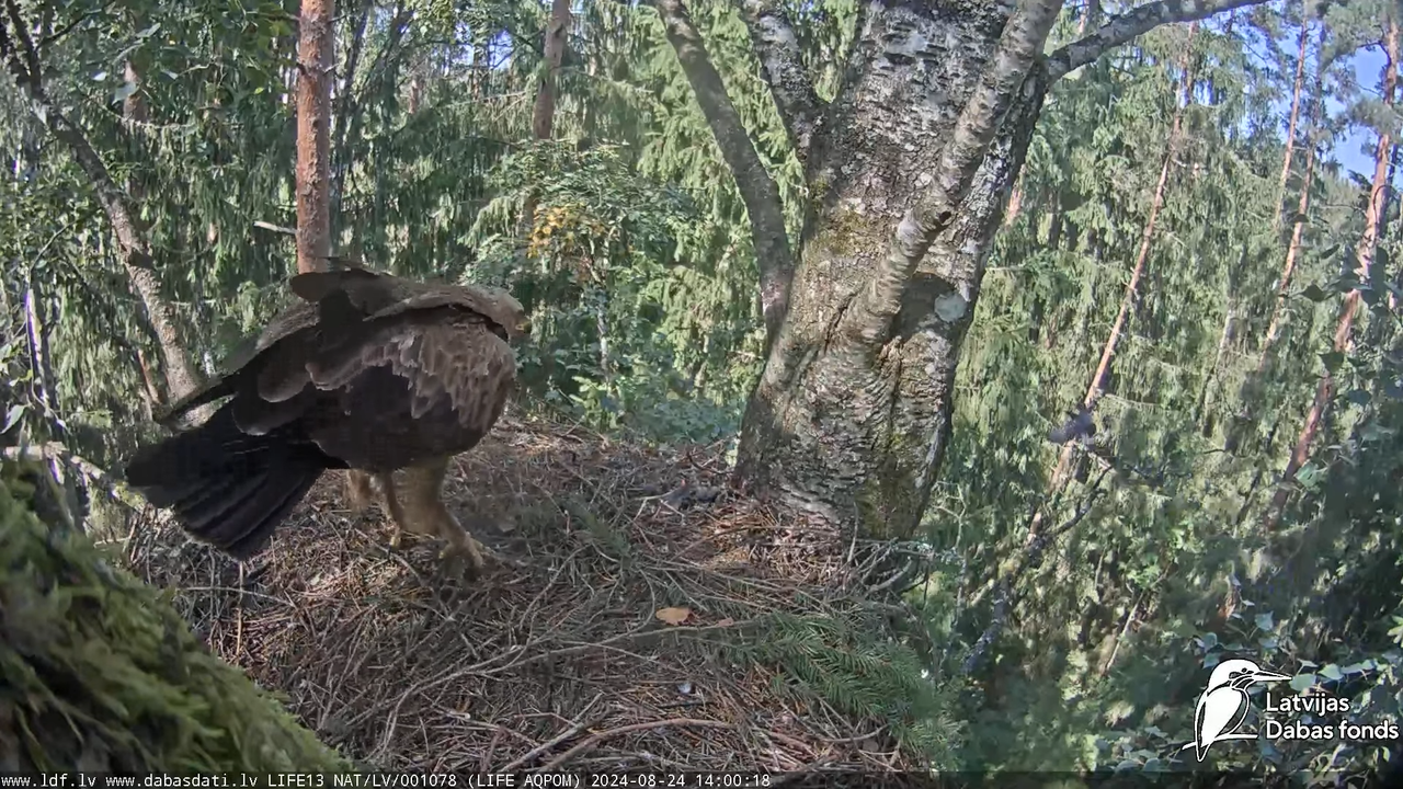 Mazais ērglis (Clanga pomarina), ligzda bērzā - LDF tiešraide 14-57-13 screenshot