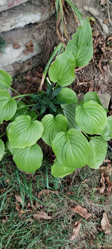 IMG-530e79796472e7e3d5ad99deaaf68ef5-V