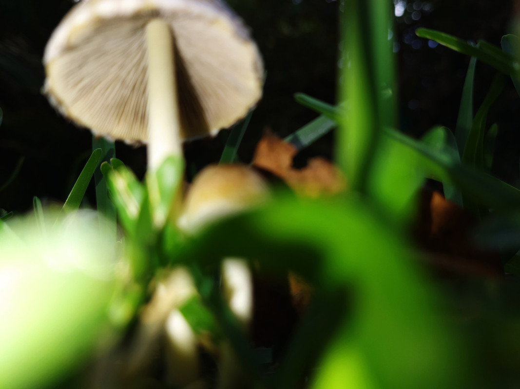 2020-11-183-Setas en el césped