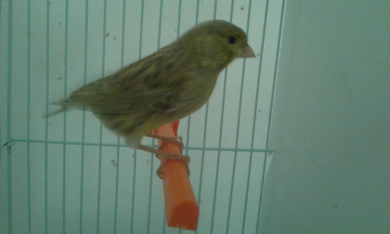 صورة