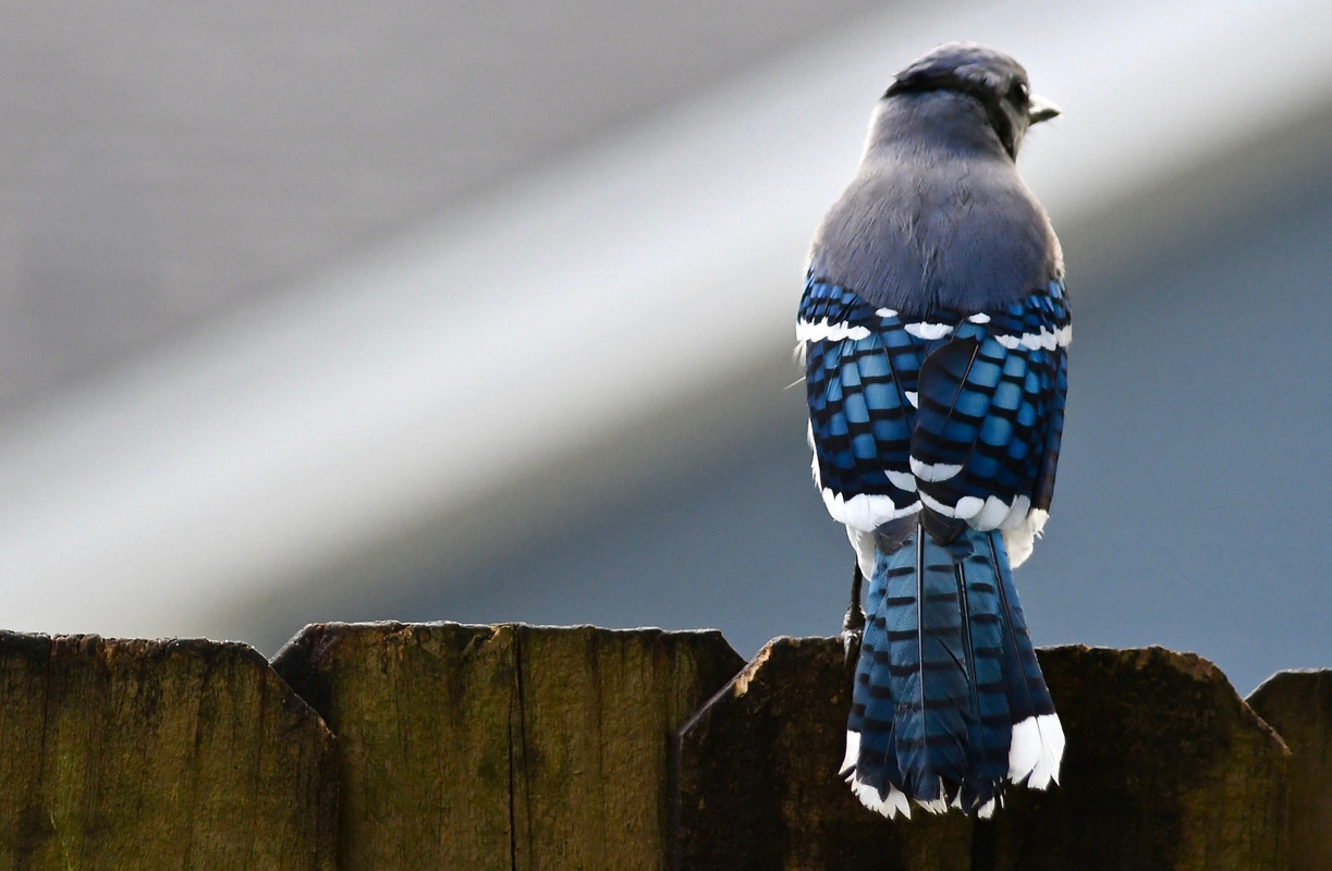 bluejayfeathers.jpg