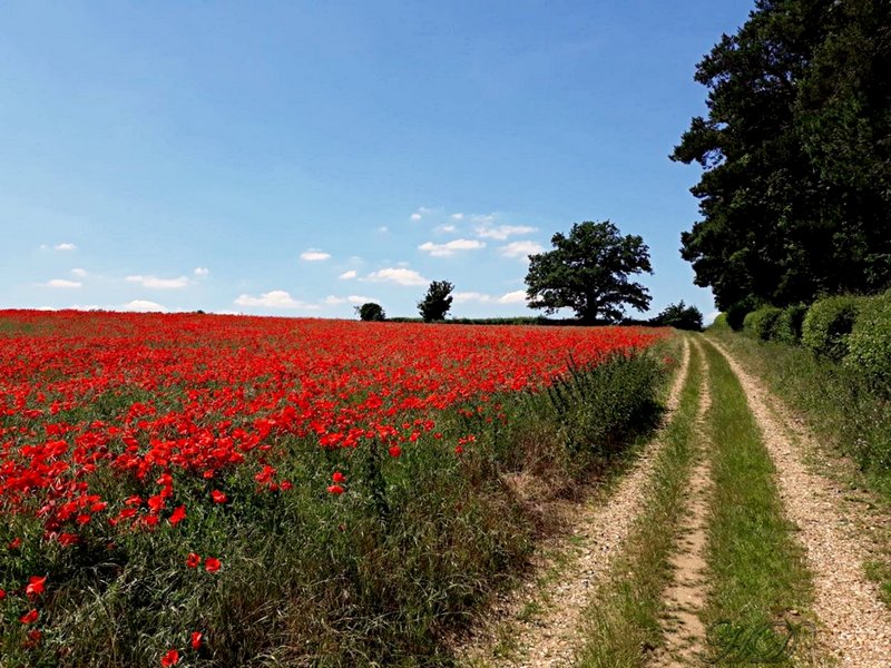 poppies-field-HD.jpg