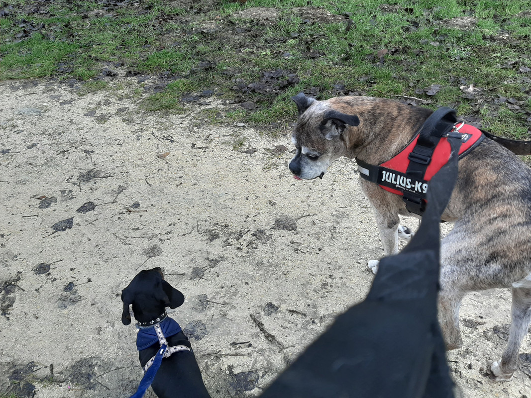 [Image: Ysatis-en-promenade.jpg]