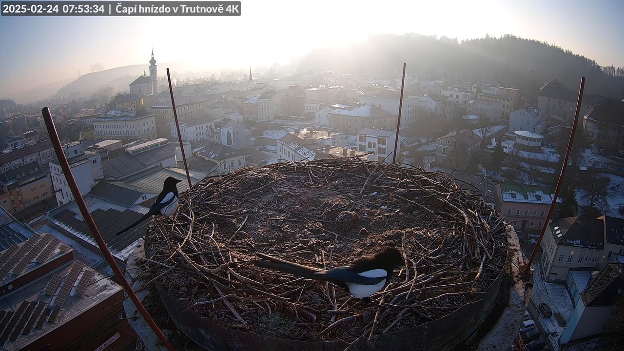 Živě z čapího hnízda na pivovarském komíně v Trutnově 10-21-4 screenshot